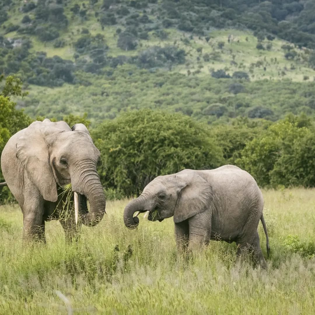 Ruaha Wilderness